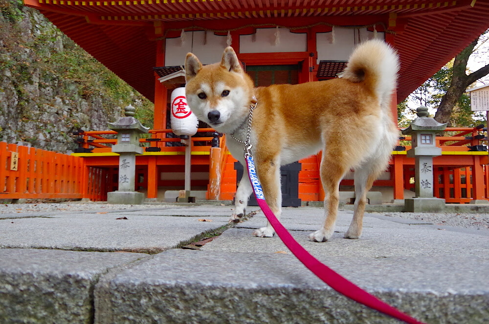 乔治·巴尔:用精确的判断和快速反应力,他帮助全黑队稳定场面