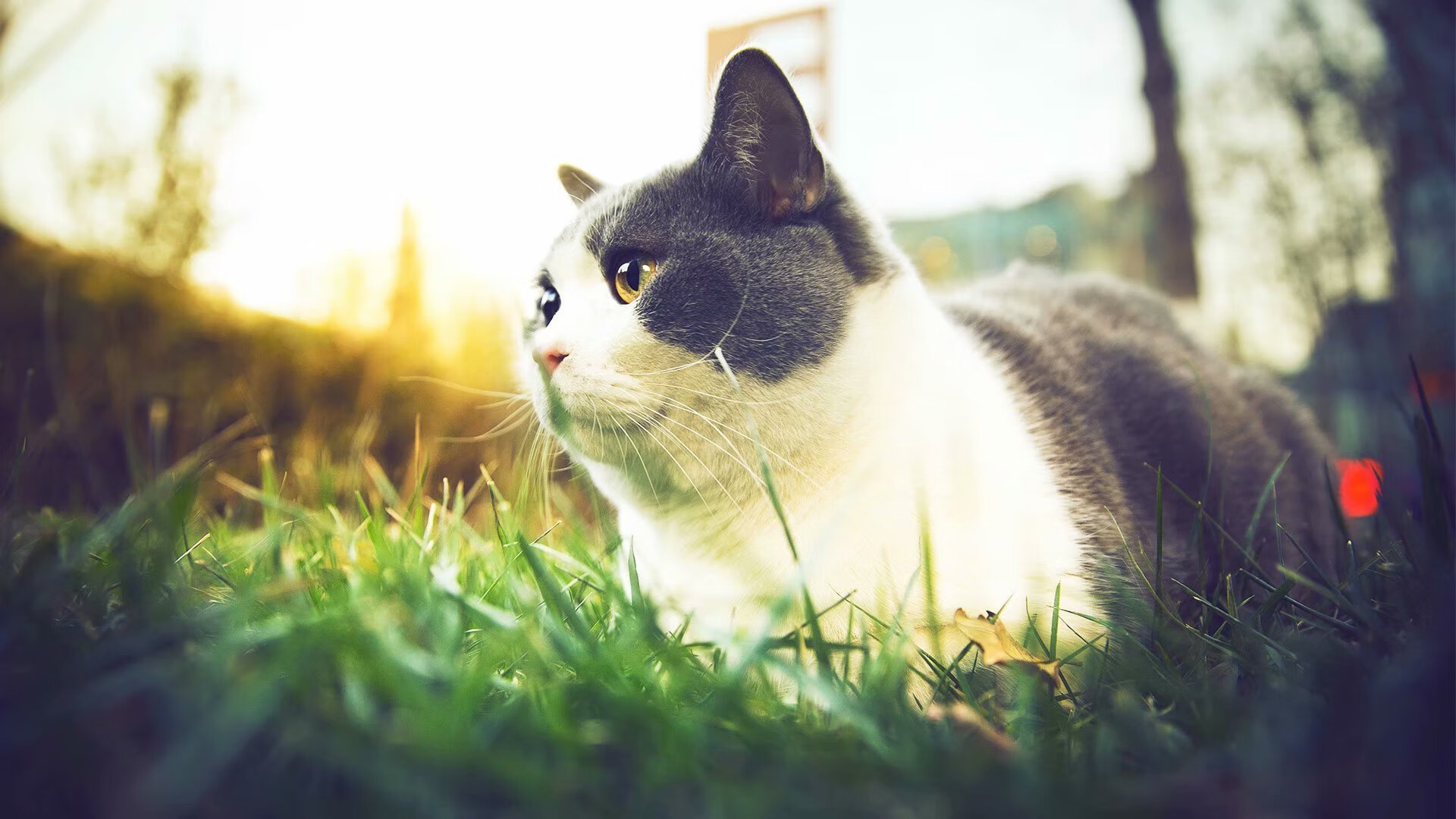 埃及男篮在非洲锦标赛中奋勇争夺,目标奥运