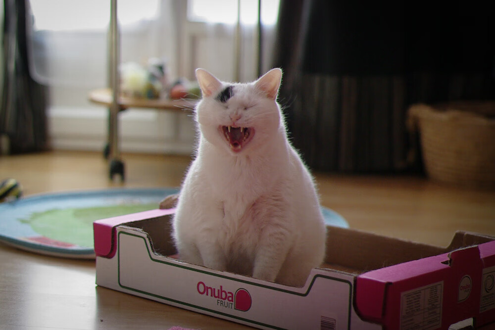 爱游戏登录入口-希腊女篮在欧洲锦标赛中再夺金牌，传统劲旅不止步，希腊女子篮球超级联赛ds