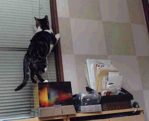 意甲精彩绝伦:战术与技巧的双重盛宴,意甲集锦视频