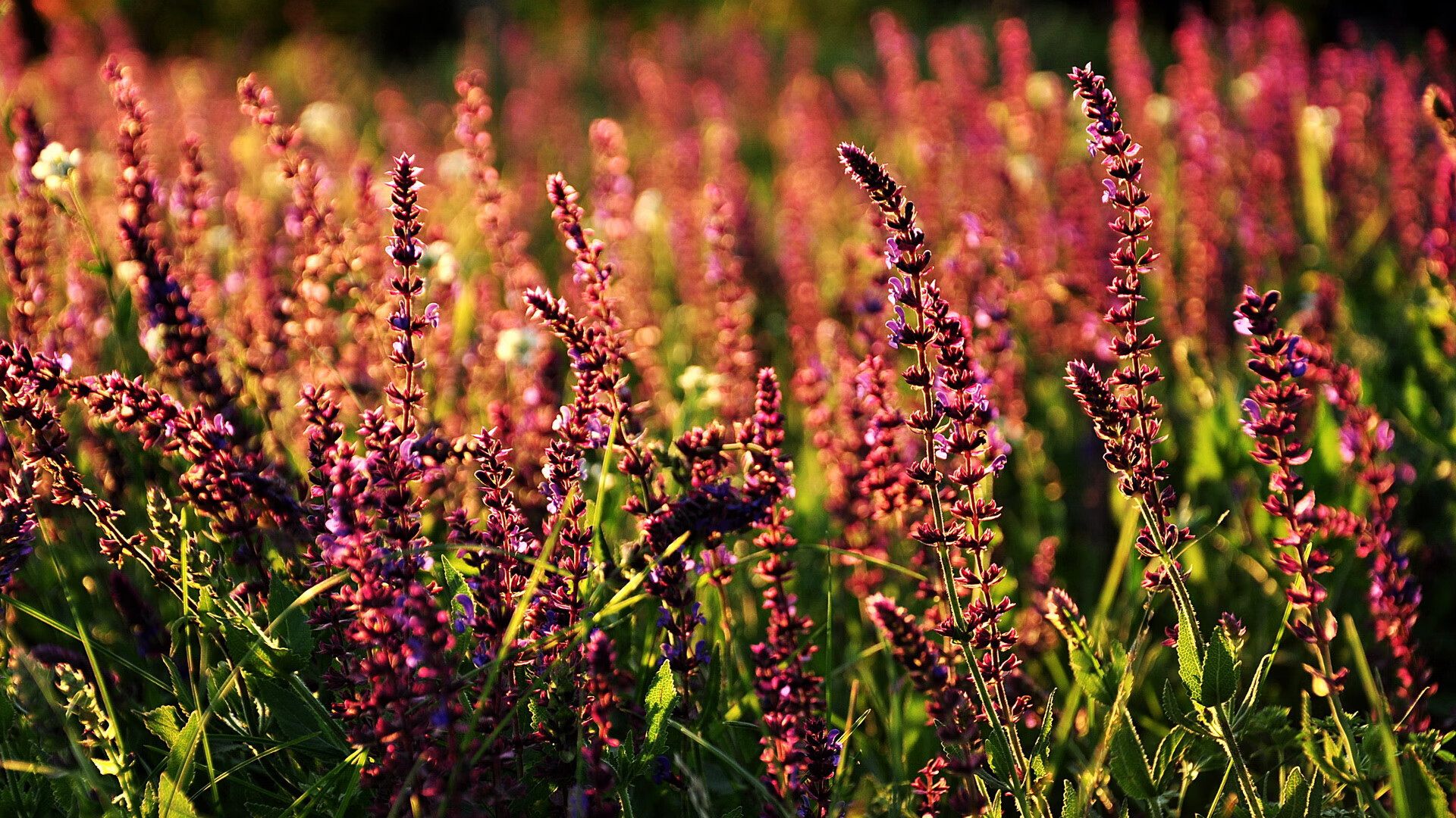 排球联赛总决赛即将打响,排球总决赛有几局