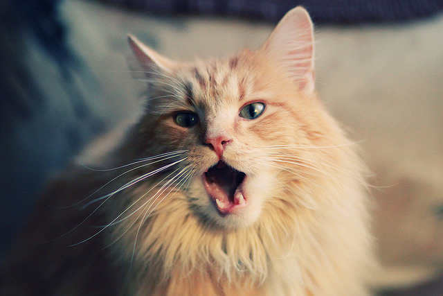 特斯·冯·迪克:为南非队的进攻体系注入活力,推动攻势发展,冯斯特拉克家族