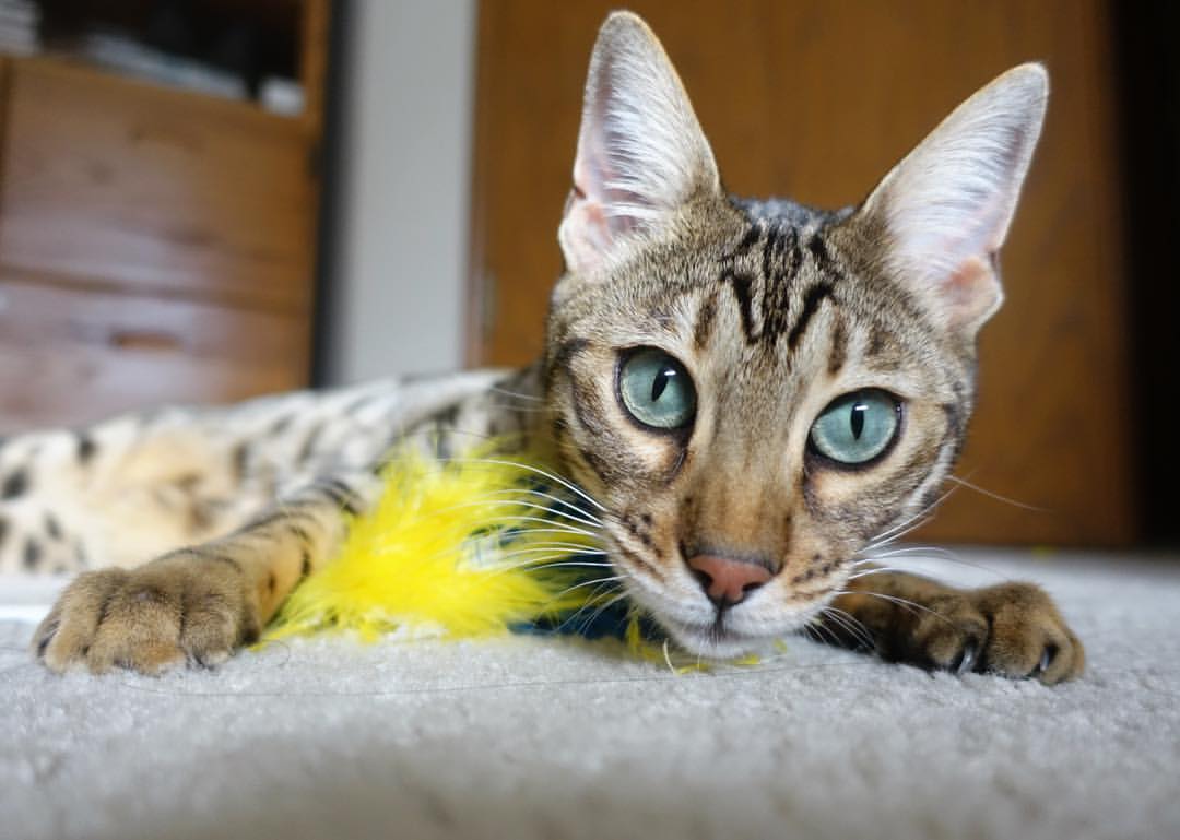 美洲杯明星演绎:拼搏、突破、荣耀!,美洲杯有哪些明星