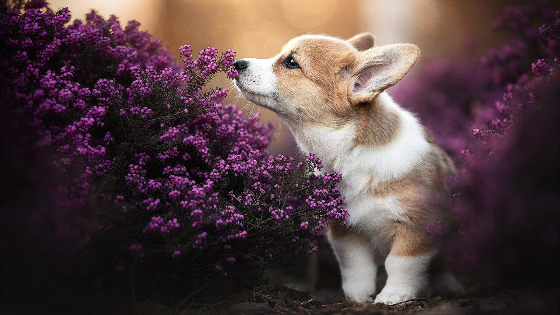 英国蝶泳老将普劳德再显锋芒，普劳德游泳