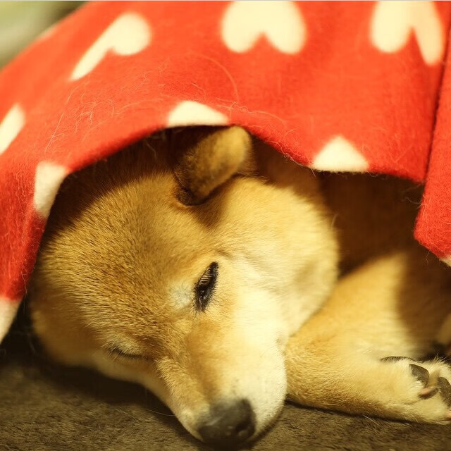 AYX体育官网-雷霆恩师归队助力球队重返季后赛，雷霆 队