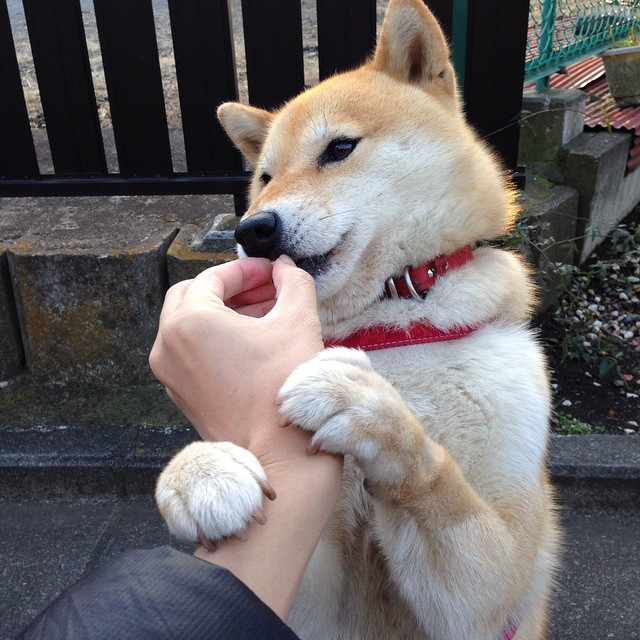 爱游戏-高校篮球实验班纳入数据统计与战术解读双模块，大学篮球试训